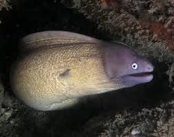 White Eye Moray Eel