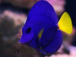 Purple Tang Adult