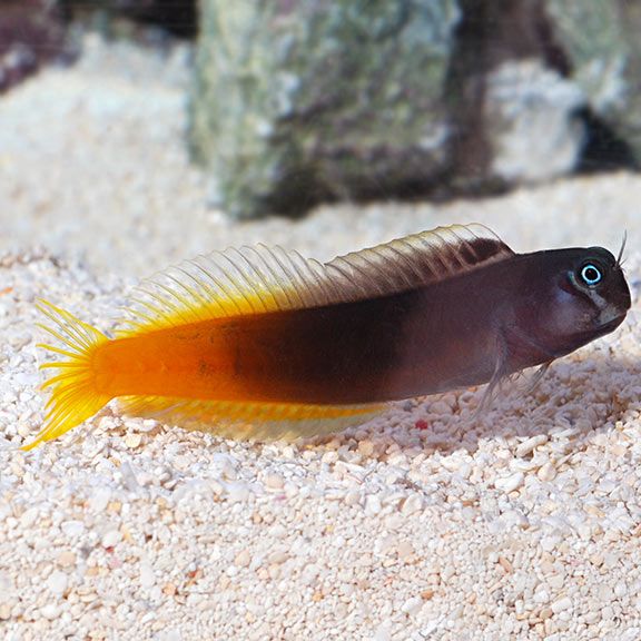 Bi Color Blenny