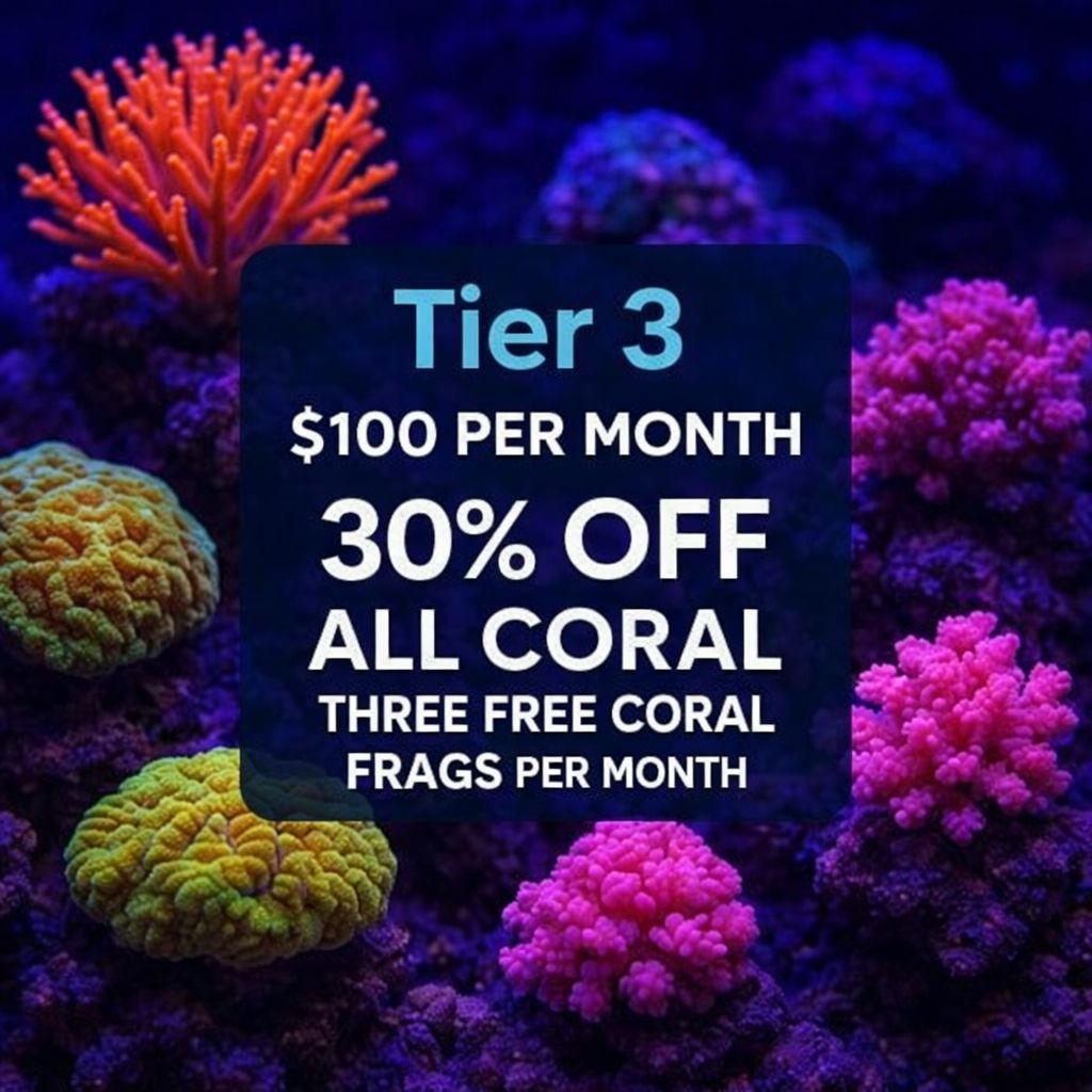 🔥 TIER 3 – ELITE CORAL COLLECTOR 🔥
