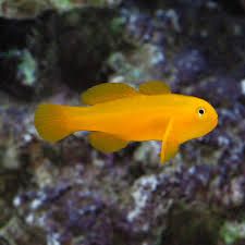 Citron Goby