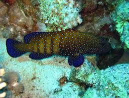 Blue Spot Grouper