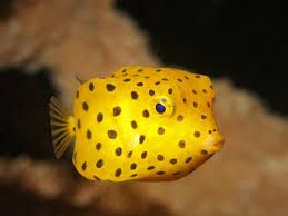 Box Fish Yellow
