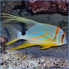Zapper Fish Snappers