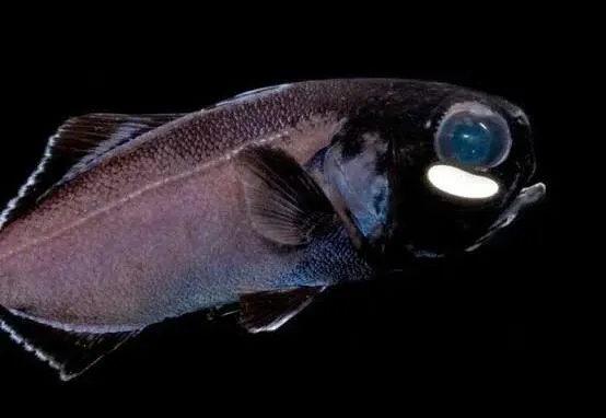 Flashlight Fish