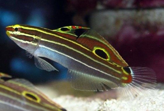 Hectori Goby