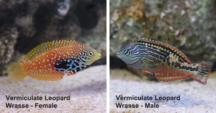 Leopard Wrasse