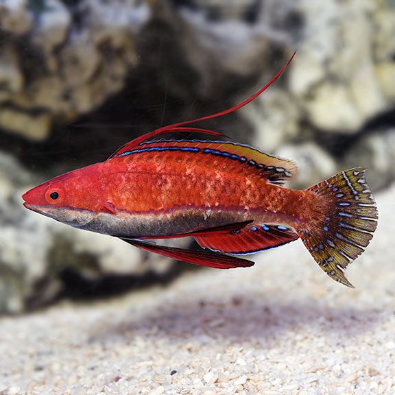 Long Fin Fairy Wrasse