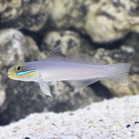 Gold Head Goby
