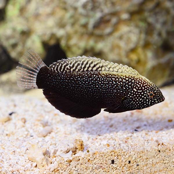 Leopard Wrasse Black