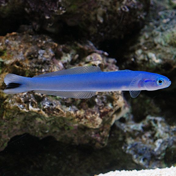 Gudgeon Goby
