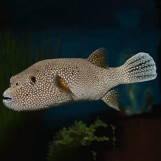 Guinea Fowl Pufferfish