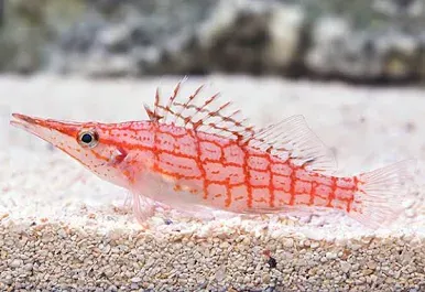Longnose Hawkfish