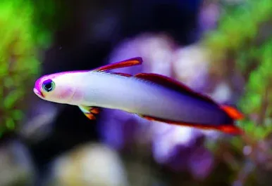 Purple Firefish Goby