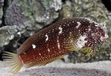 Starry Blenny