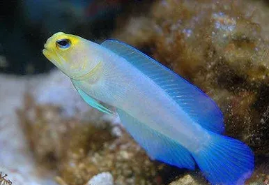 Pearly Jawfish