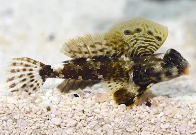 Scotter Blenny