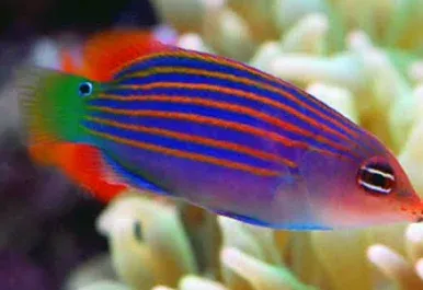 Sixline Wrasse