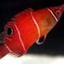 White Band Possum Wrasse