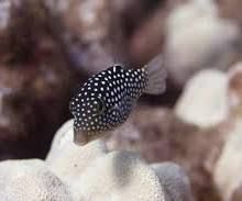 White Spot Hawaii Puffer