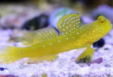 Yellow Watchman Goby