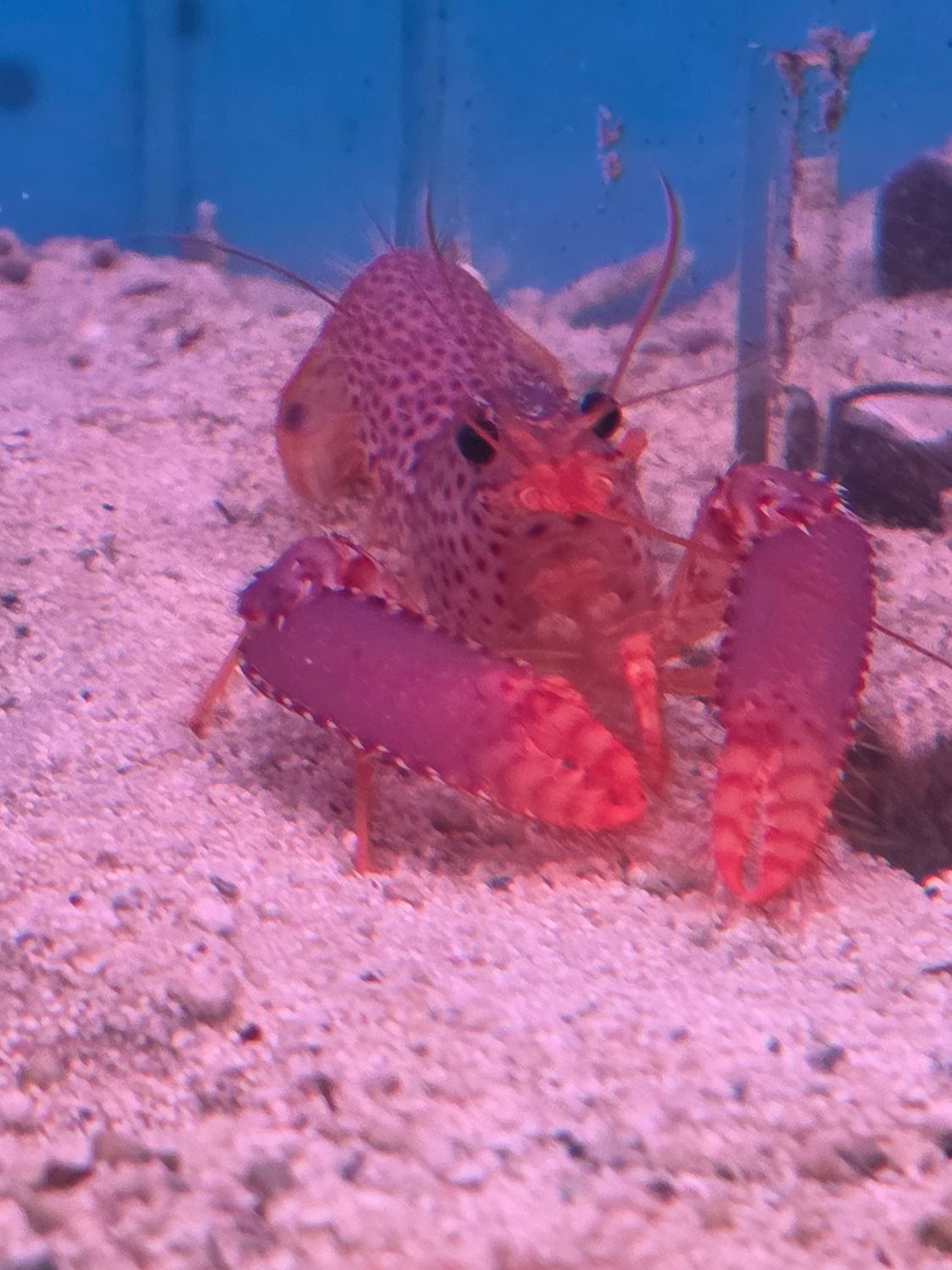 Purple Lobster