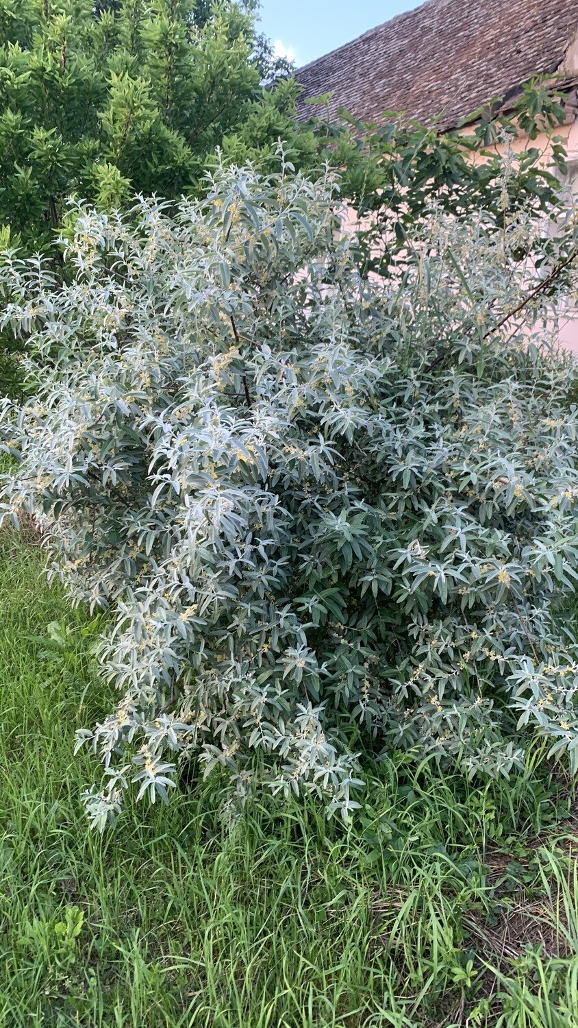Ruska Maslina