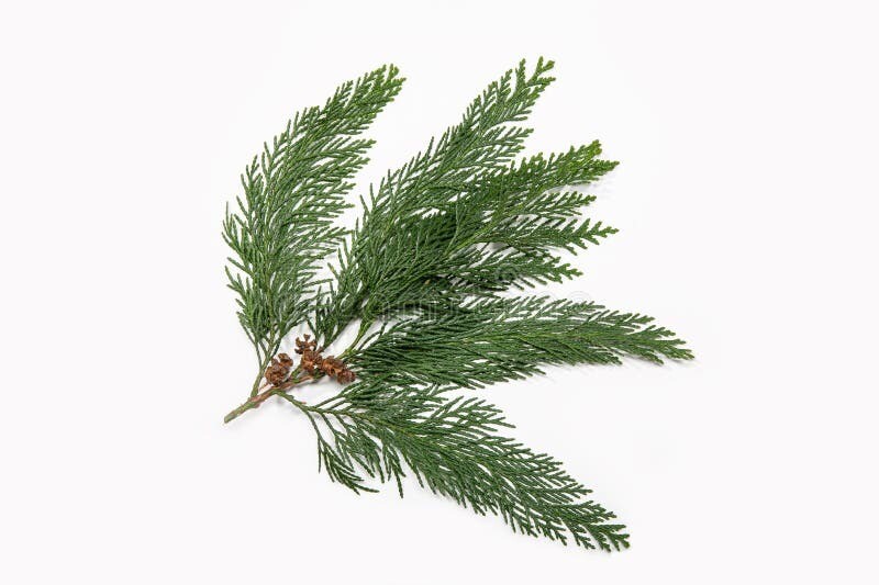 Cypress 15ml