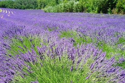 Lavender European 15ml