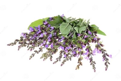 Lavender Spike Organic 15ml