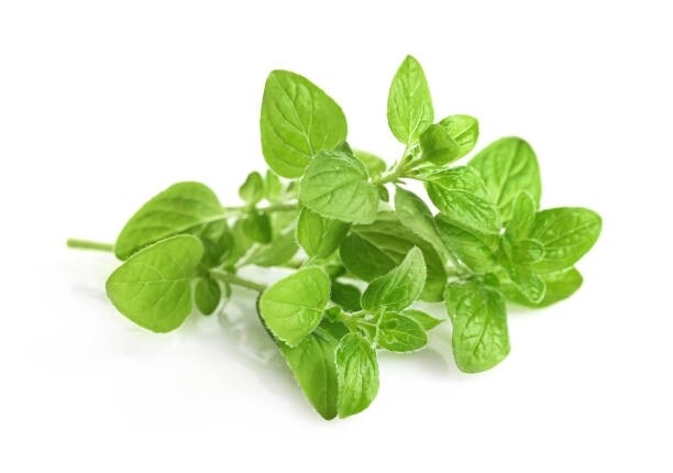 Oregano 15ml