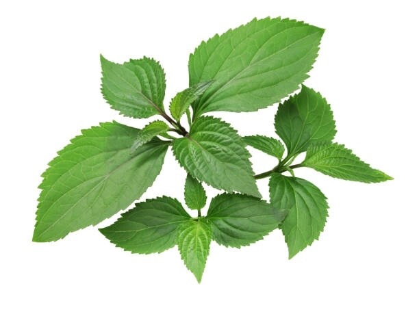 Patchouli 15ml
