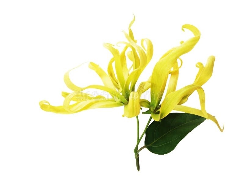 Ylang Ylang 3  15ml