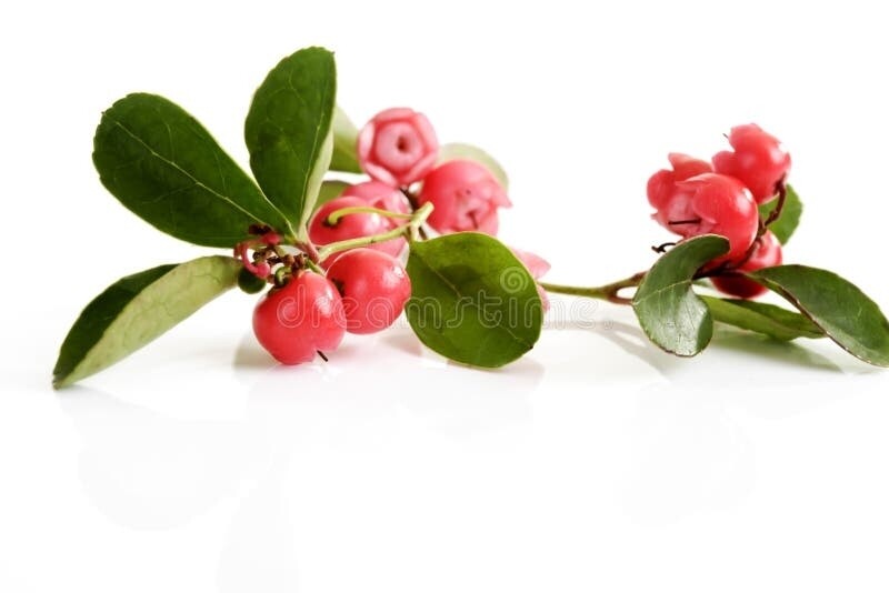 Wintergreen 15ml