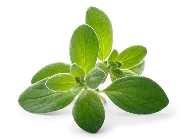 Marjoram 15ml