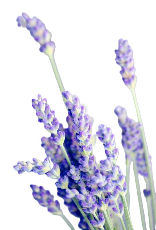 Lavender 40/42 15ml