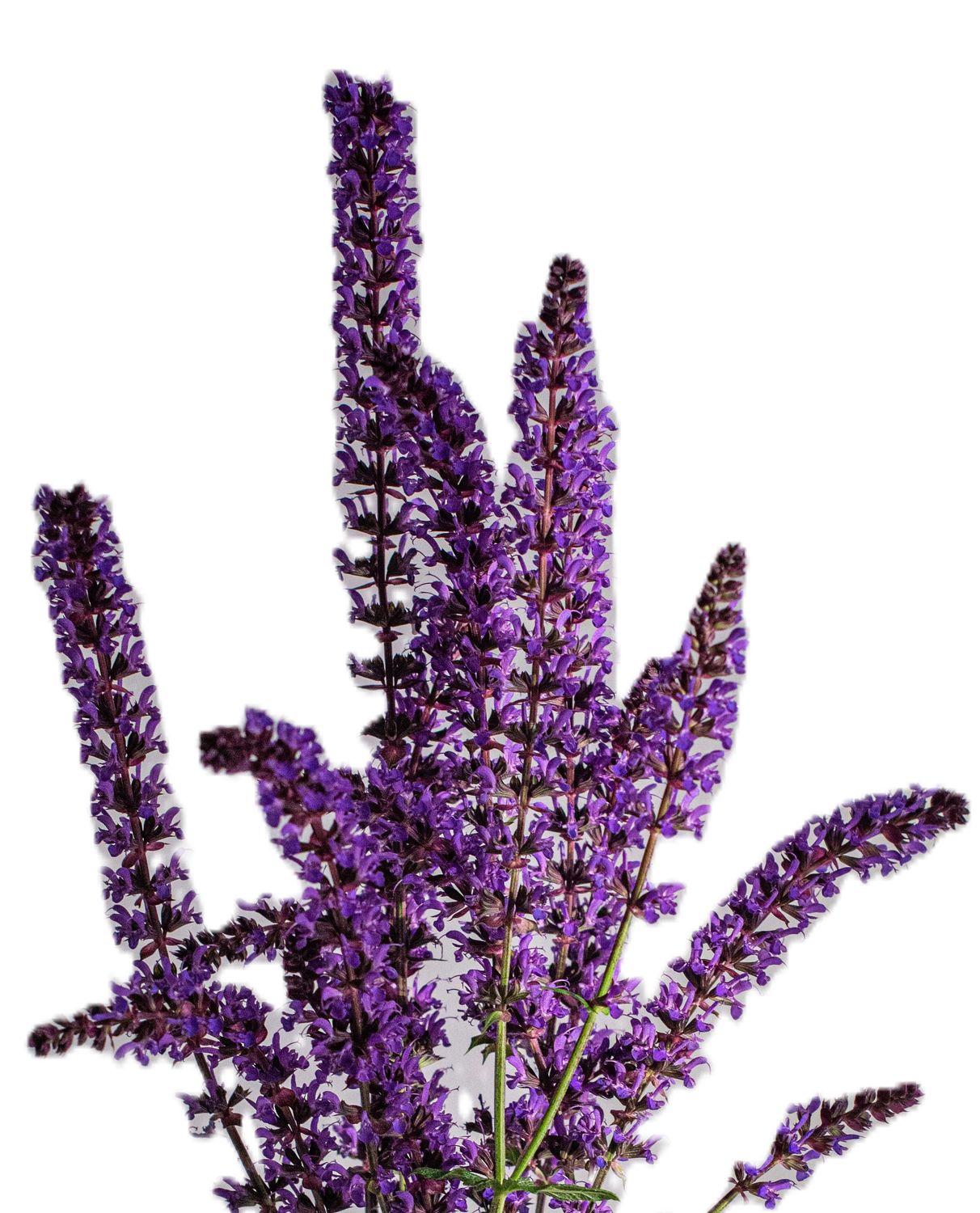 Lavender European 15ml