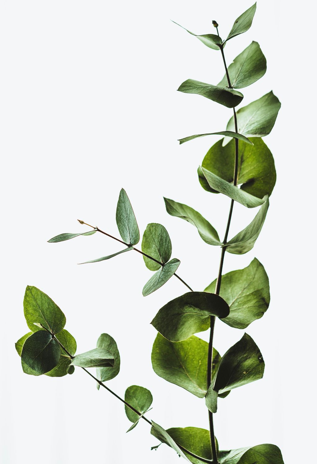 Eucalyptus Radiata 15ml