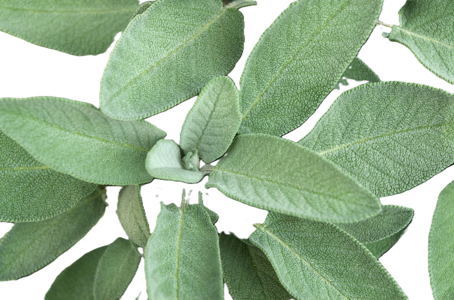 Clary Sage 15ml