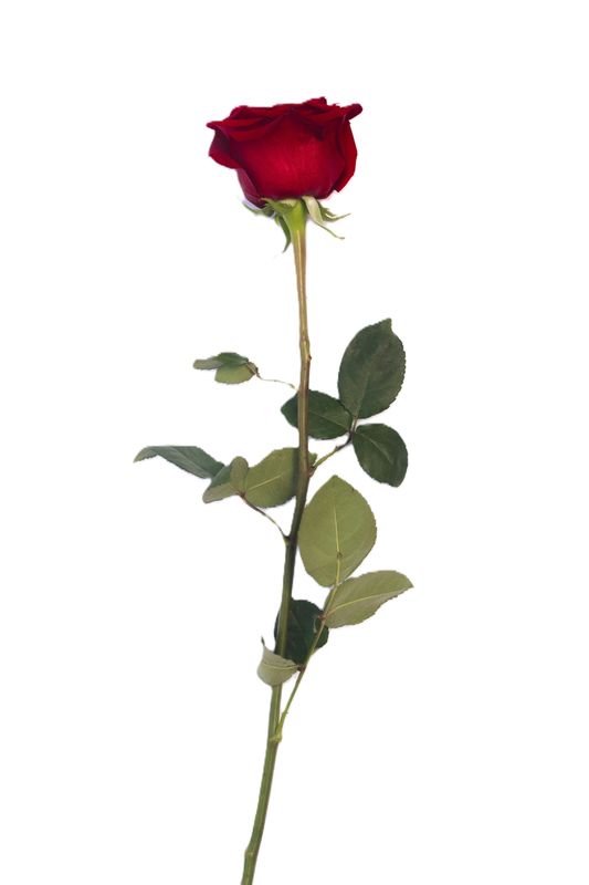Rose Absolute (Maroc) 5ml