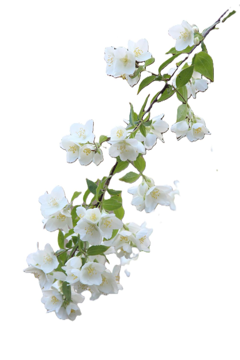 Jasmine Absolute 5% 15ml