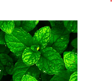 Spearmint (15ml)