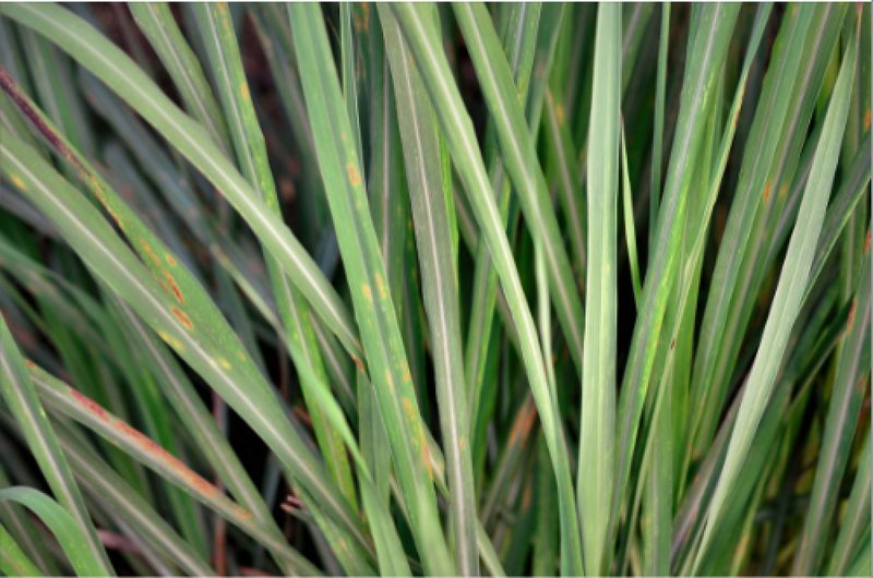 Citronella, Organic 15ml