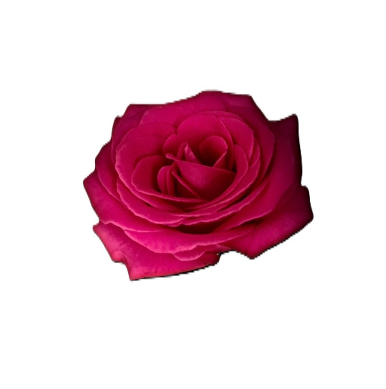 Rose Absolute 5% 15ml