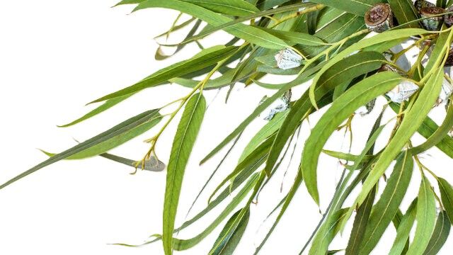 Eucalyptus Globulus (Organic) 1oz