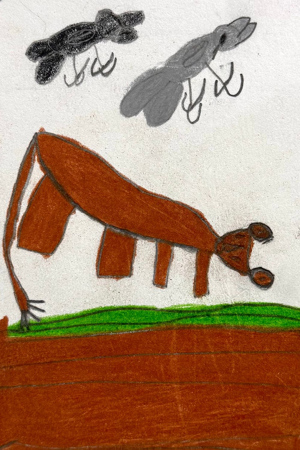 Animals