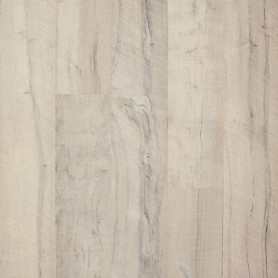 Sugar Maple