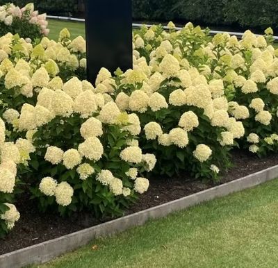Hortensje bukietowe