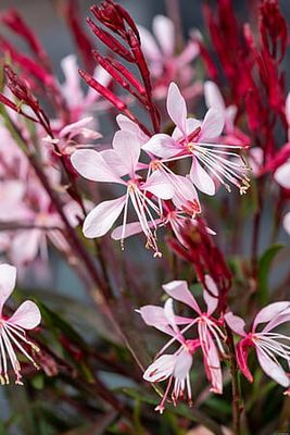 Gaura &#39;Graceful Light Pink&#39; Gaura lindheimeri