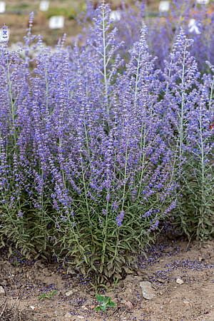 Perowskia łobodolistna &#39;Jelena&#39; Perovskia atriplicifolia